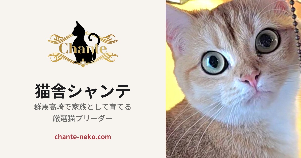 猫ブリーダーのホームページ制作事例｜TT-Arts 制作実績
